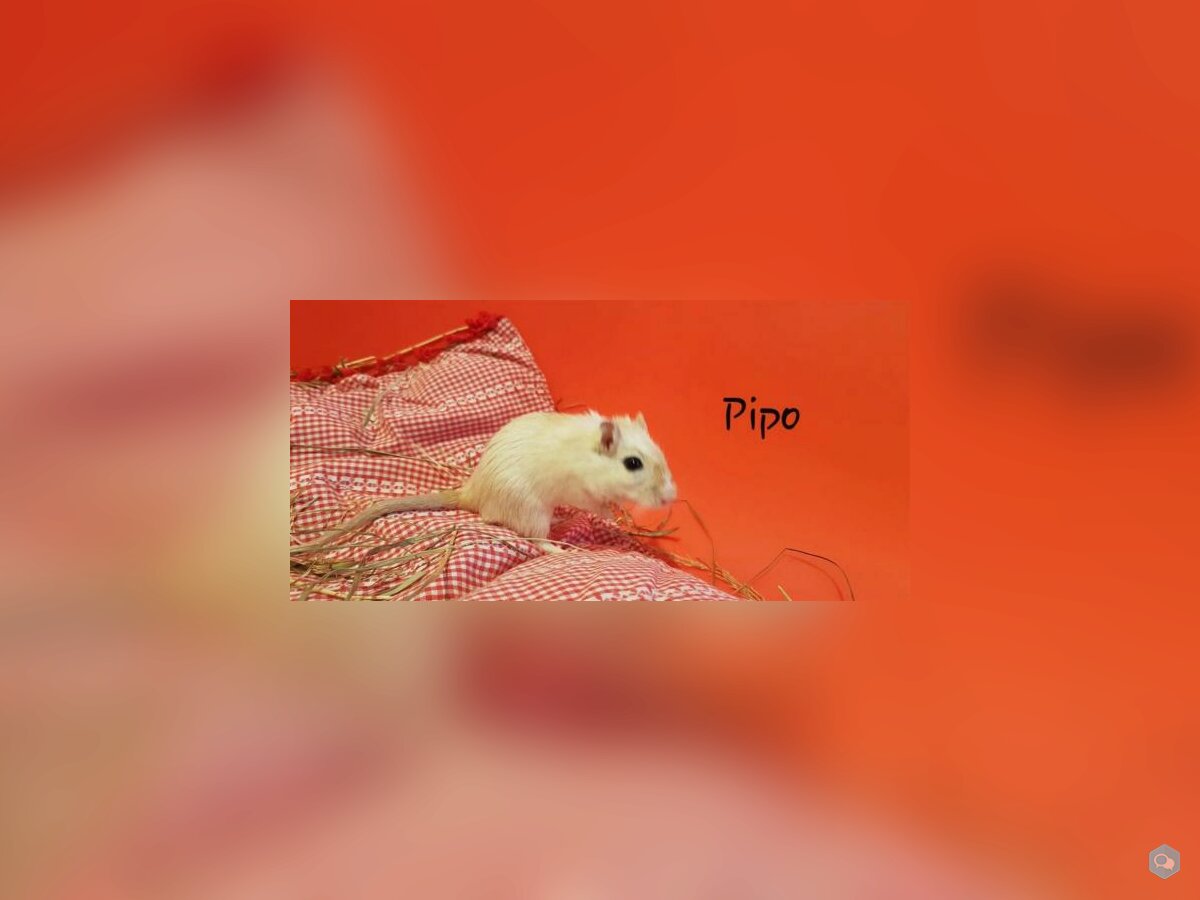 Pipo 1