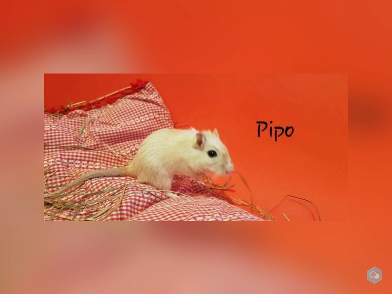 Pipo 1
