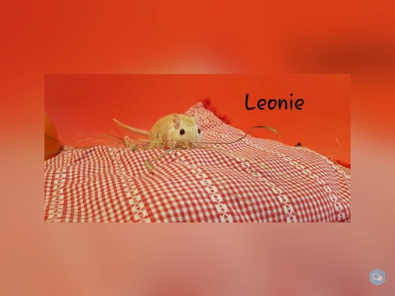 Leonie 1