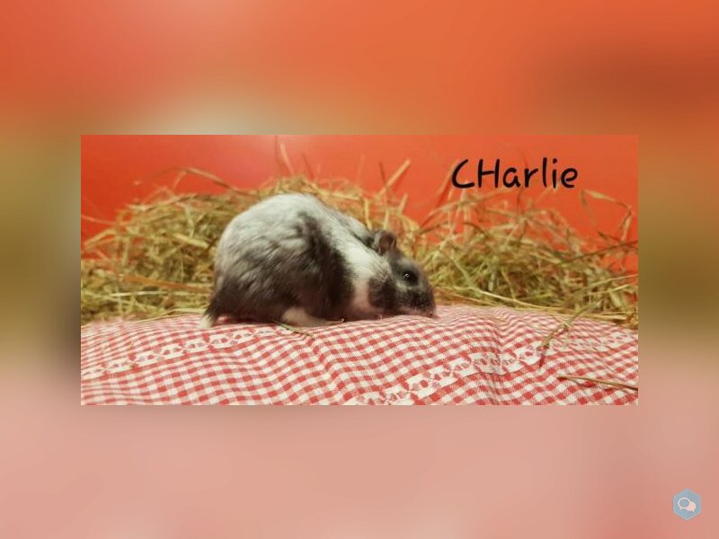 Charlie 1