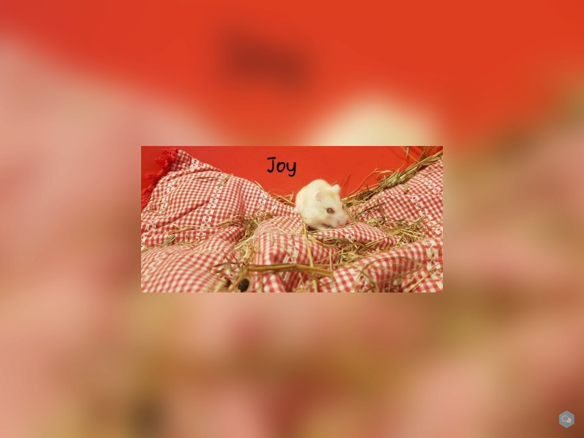 Joy 1