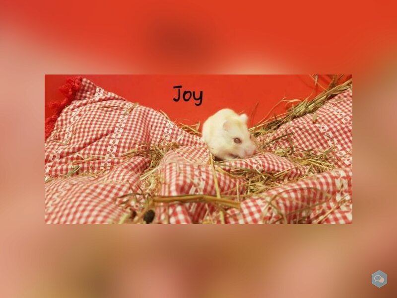 Joy 1