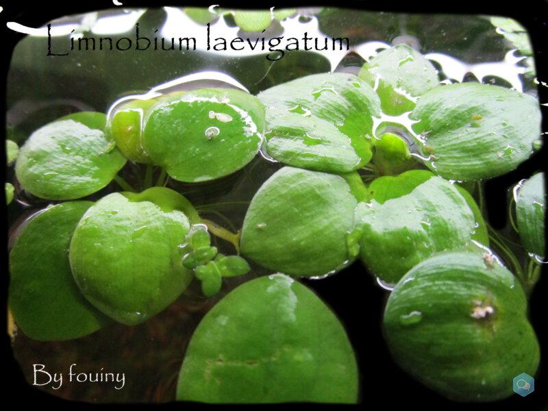 [87+envoi] Diverses plantes d'aquarium d'eau douce 4