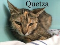 Quetza 1