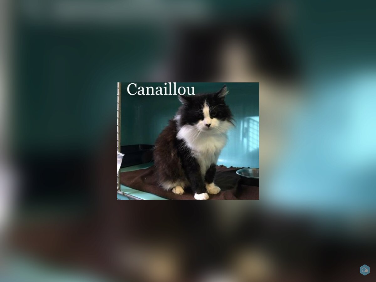 Canaillou 1