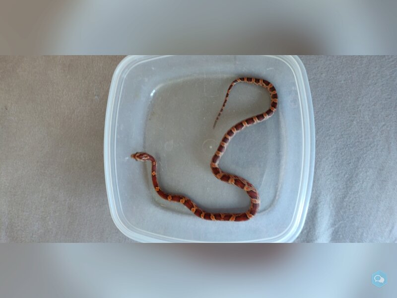 Pantherophis guttatus juvéniles 2