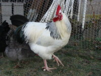 Coq cherche nouvelle famille 1