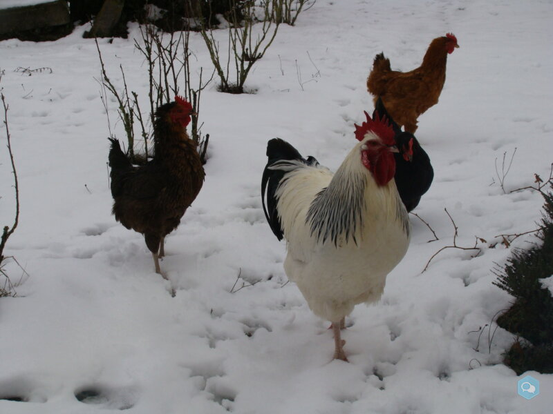 Coq cherche nouvelle famille 2