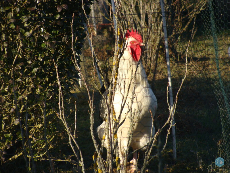 Coq cherche nouvelle famille 3