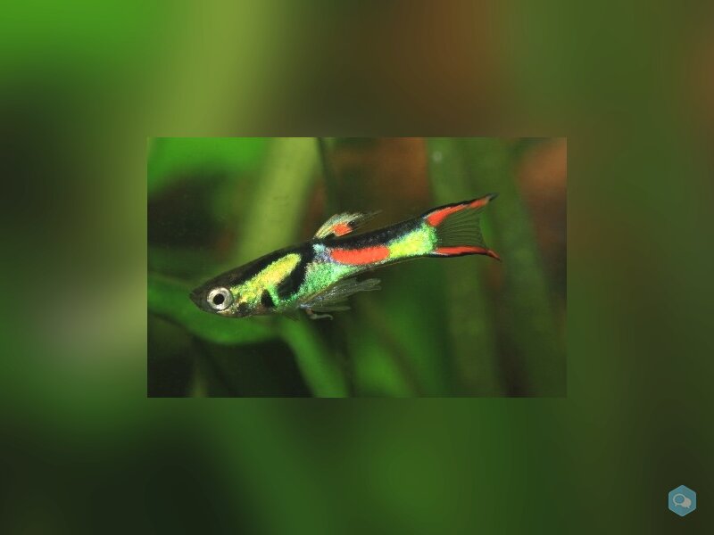 Guppy endler 1