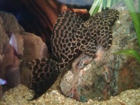 Pleco a l’étroit