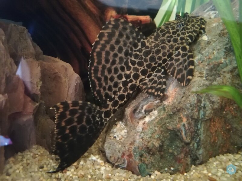 Pleco a l’étroit 1