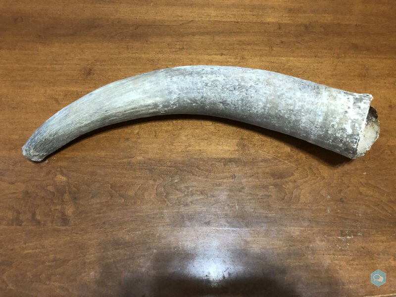 Raw Horn 19 1