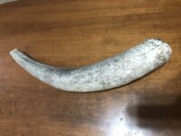 Raw Horn 19 2