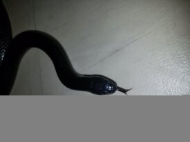 LAMPROPELTIS CALIF.NIGRITUS