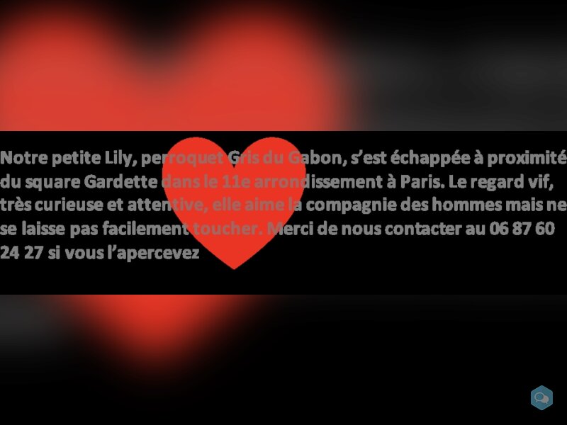 Recherche Lily, notre perroquet gris du Gabon 2