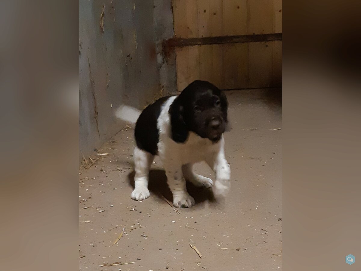 Chiot mâle Munsterlander 1