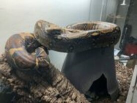 Boa Constrictor Impérator Colombien Femelle, 7 ans