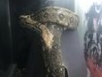 Boa Constrictor Impérator Colombien Femelle, 7 ans 4