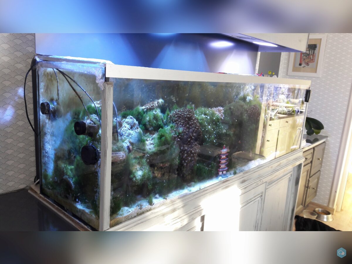 Aquarium eau de mer 600 l équipé en service 3