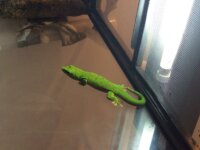 Gecko géant de madagascar 1