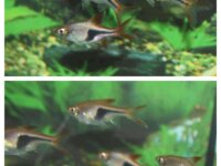 (échange 83+13+05) rasbora arlequin 1