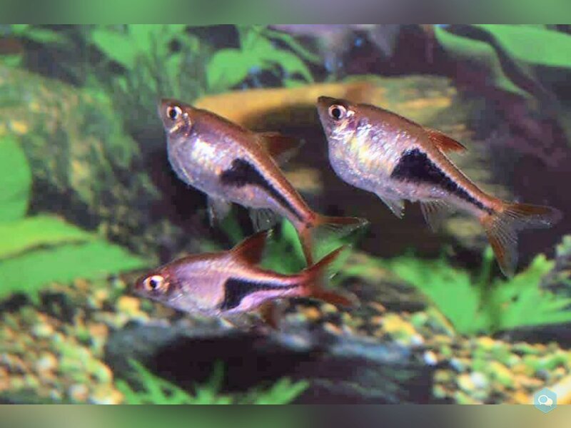 (échange 83+13+05) rasbora arlequin 1