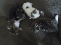 donne chatons 2