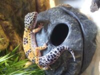 Gecko léopard et terrarium 1