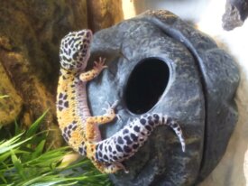 Gecko léopard et terrarium