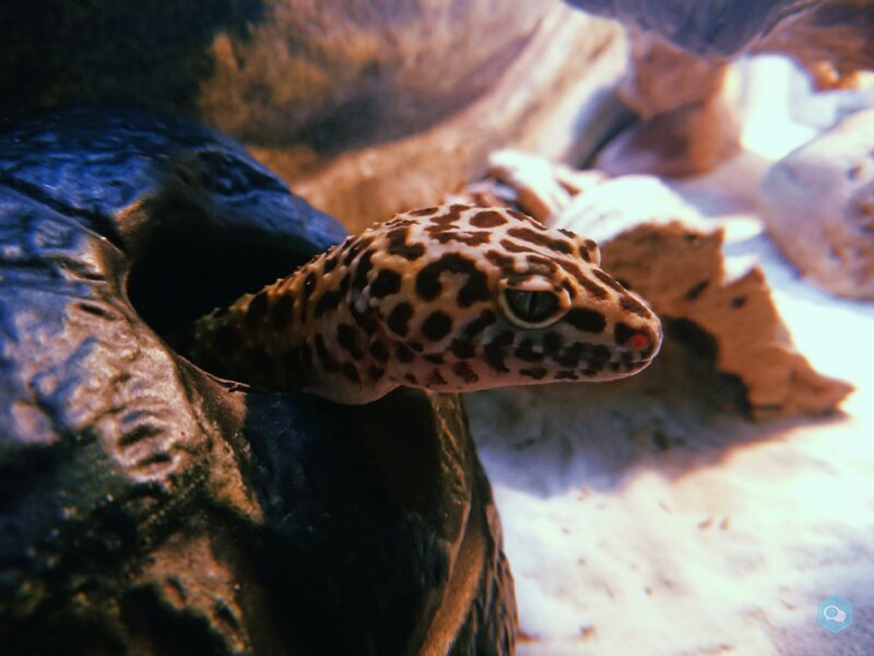 Gecko léopard et terrarium 3