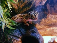 Gecko léopard et terrarium 4