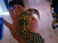 Gecko léopard et terrarium 5
