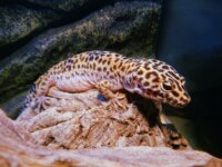 Gecko léopard et terrarium 6