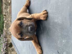 Cède a prix raisonnable Chiots de Rouge de Bavière