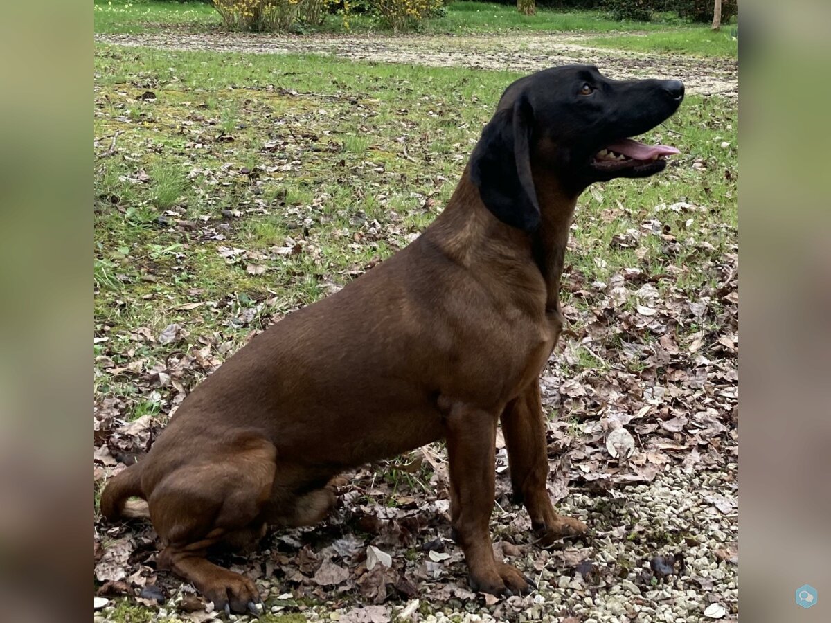 Cède a prix raisonnable Chiots de Rouge de Bavière 4