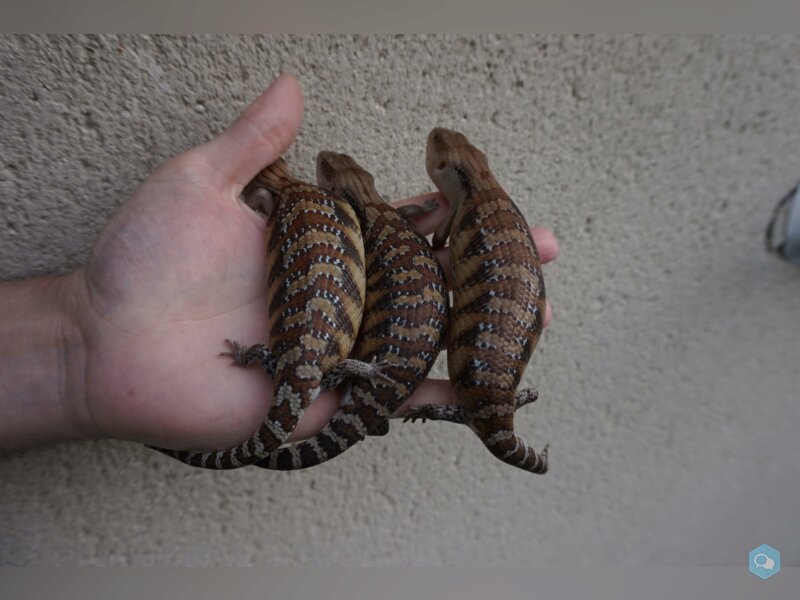 Tiliqua scincoides intermedia classiques 1