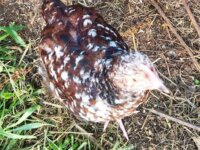 Jeune Coq Sussex Tricolore 1