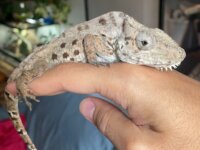 Recherche femelle Anolis porcus  1