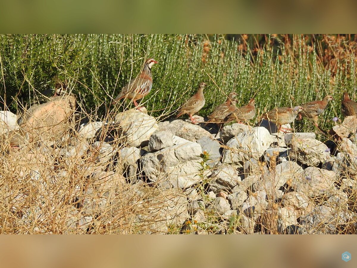 CHASSE MIXTE PETIT GIBIER / ESPAGNE  4