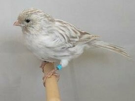 Canari male brun opale blanc