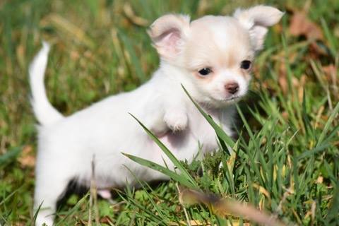 Adopter chiot chihuahua poils longs a ... | Chien
