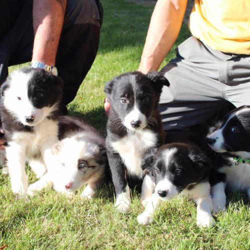 Adopter chiots "type" border collie | Chien