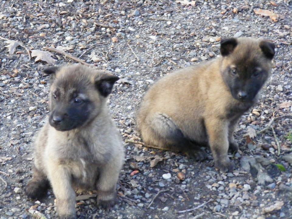 Adopter Chiot Berger Malinois A Donner Chien