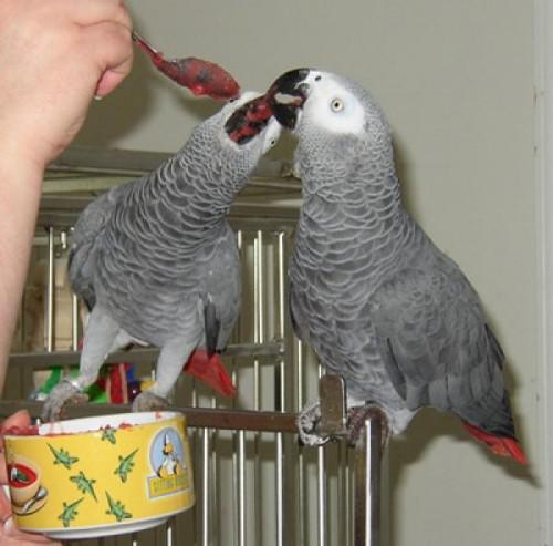 Adopter Couple de Perroquets Gris du G... | Oiseau