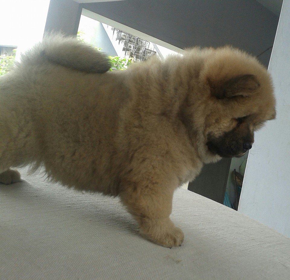 Adopter Magnifique chiot Chow-chow | Chien