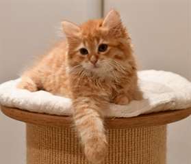 Adopter Chaton Type Siberien A Donner Chat