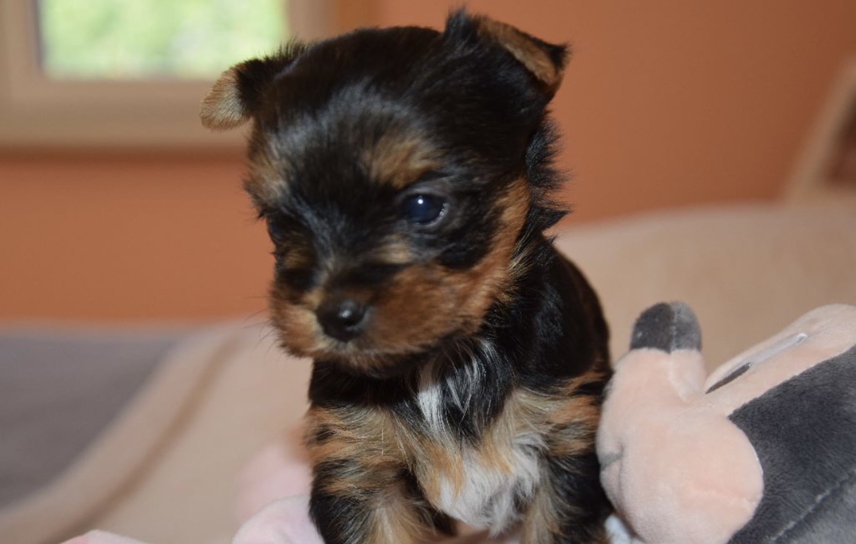 Adopter Donne chiot Yorkshire Femelle | Chien