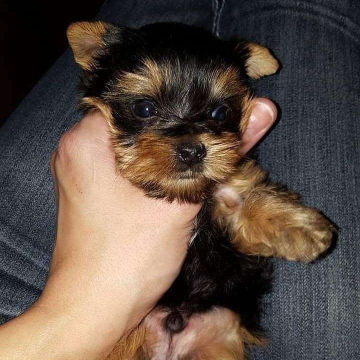 Adopter Chiots yorkshire terrier | Chien