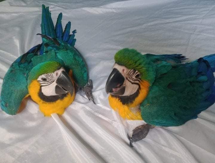 Adopter Magnifiques perroquets Ara à d... | Oiseau